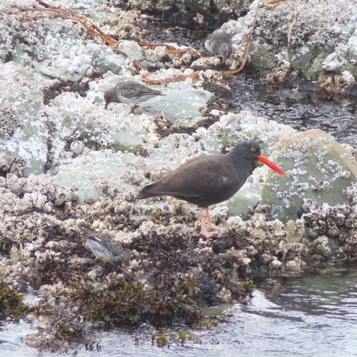 Black Oystercatcher