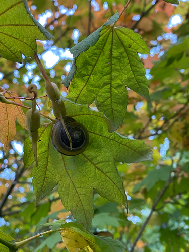 Brown-lipped Snail
