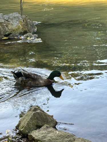 Mallard