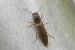 Agriotes acuminatus