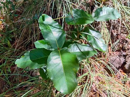 Austrobuxus carunculatus observed 2026-09-09