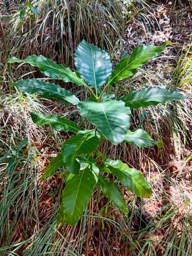 Alstonia balansae observed 2026-09-09