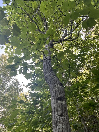 striped maple