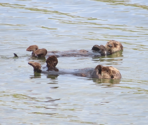 Northern Sea Otter
