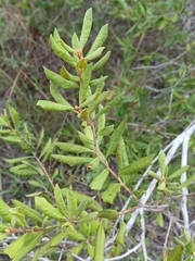 Lyonia ferruginea