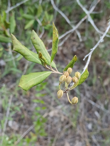 Lyonia ferruginea, photograph 2