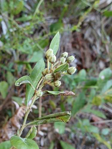 Lyonia ferruginea, photograph 3