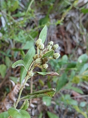 (c) xanderferret, some rights reserved (CC BY) Lyonia ferruginea, photograph (c) xanderferret, some rights reserved (CC BY)