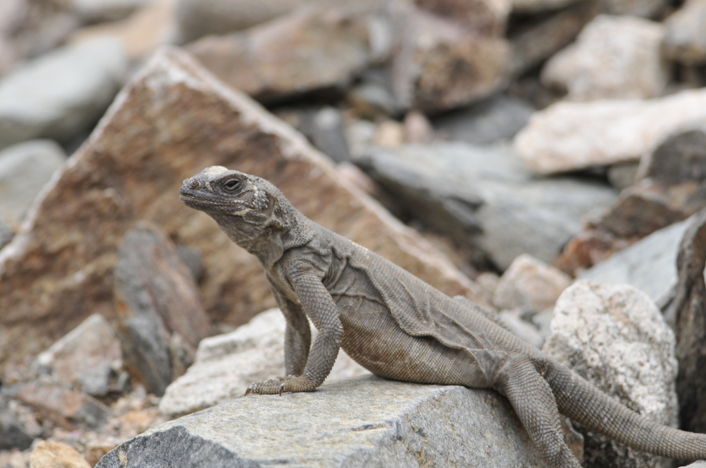 Spiny Chuckwalla