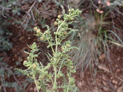 Ragged Marsh-elder