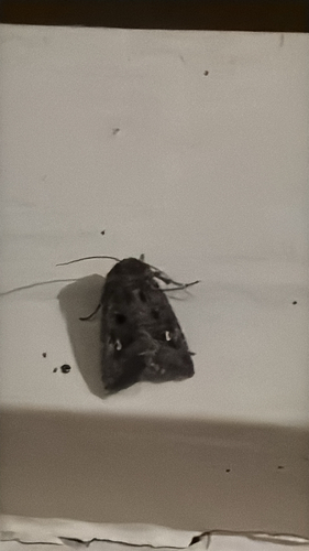 Bristly Cutworm Moth