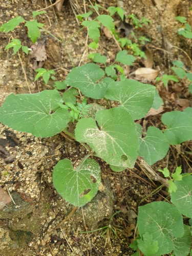 Viola collina