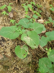 Viola collina