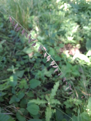sideoats grama