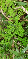 Adiantum atroviride