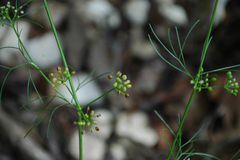 Bifora americana