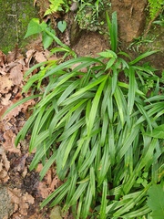 Carex siderosticta