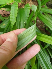 Carex siderosticta, photograph author not stated, no rights reserved