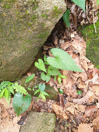 Viola albida