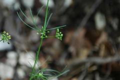 Bifora americana