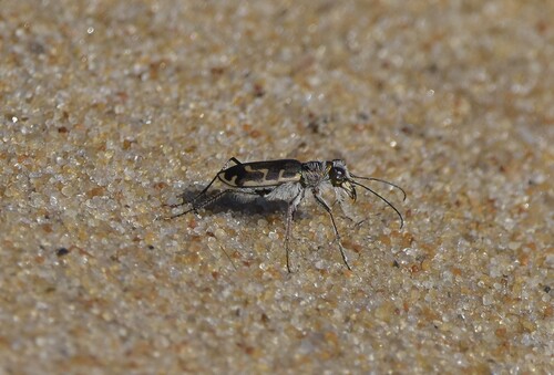 Hairy-necked Tiger Beetle