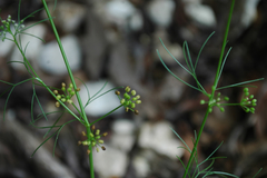 Bifora americana