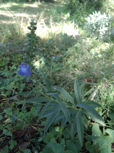 giant blue sage