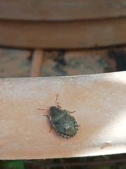 Sciocoris sideritidis