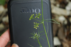 Bifora americana