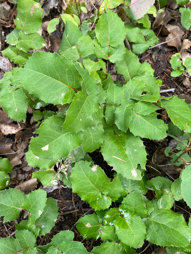 creeping mahonia