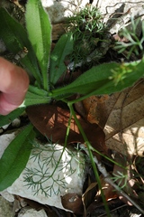 Bifora americana