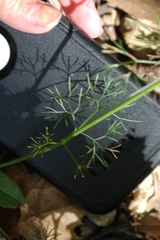 Bifora americana