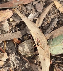 Leptomyrmex tibialis
