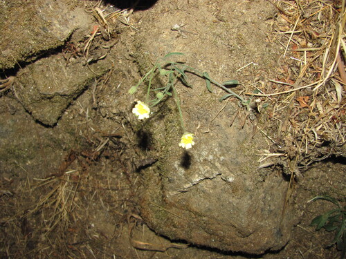 Common Andryala