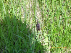 Fritillaria meleagroides