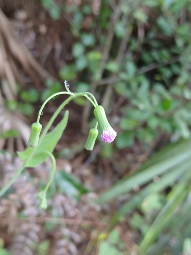 Emilia sonchifolia, photograph 1