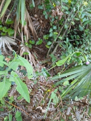 Emilia sonchifolia, photograph (c) xanderferret, some rights reserved (CC BY)