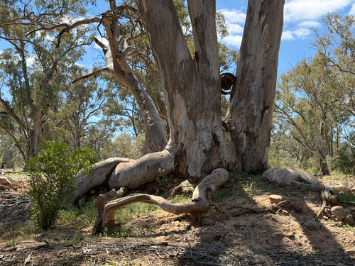 River Red Gum