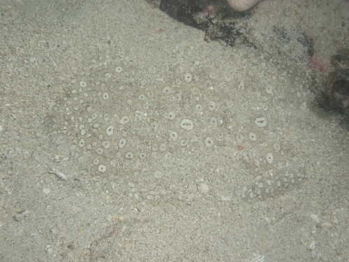 Aseraggodes observed 2026-09-13