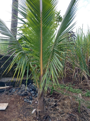 coconut palm