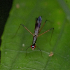 Rainieria