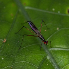 Rainieria
