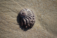 Haliotis scalaris emmae