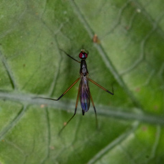 Rainieria