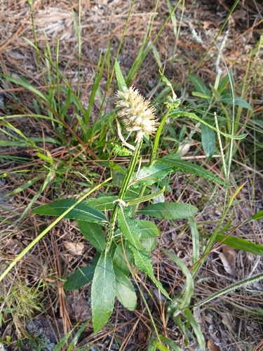 Pterocaulon pycnostachyum