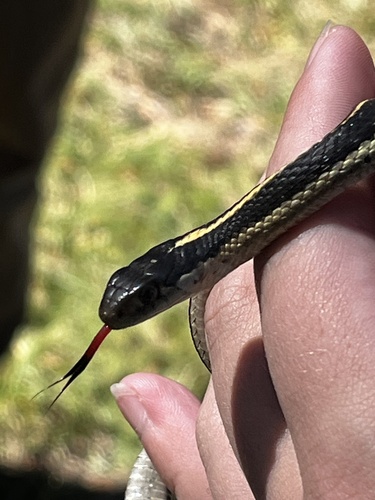 iNaturalist observation photo of Western Terrestrial Garter Snake