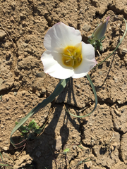 Calochortus ciscoensis