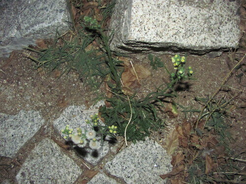 Flax-leaved Horseweed