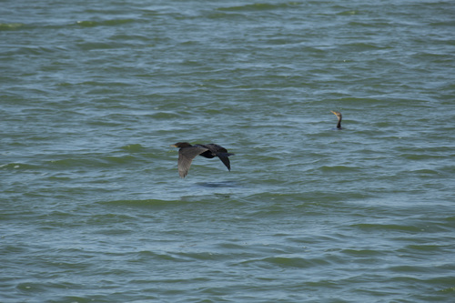 Neotropic Cormorant