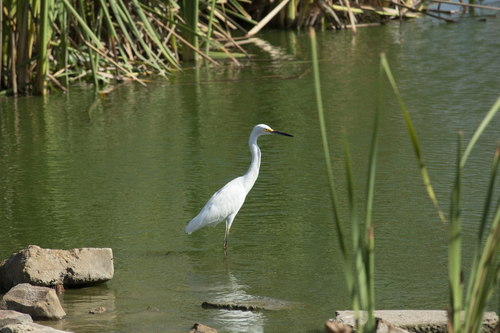 Snowy Egret